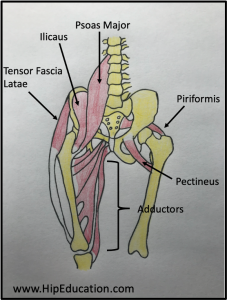 Hip Anatomy Hipeducation